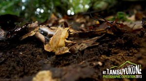 Mount Tambuyukon Expedition  